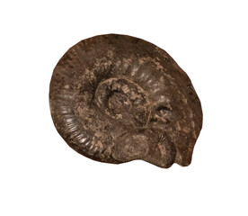 fossil of ammonite in the stone on white, isolated