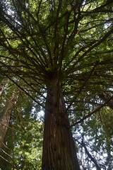 Fototapeta premium Sequoiadendron giganteum - the Giant Redwood trees of California 