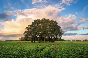 Bronze Age burial mound located in an agricultural field in Drenthe, Netherlands.