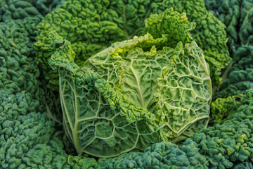Close-up of a fresh savoy cabbage.
