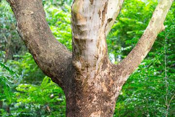 A beautiful shape of hardwood tree with greenery background of the rainforest environment. Nature scene photo, close-up.