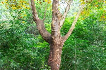 A beautiful shape of hardwood tree with greenery background of the rainforest environment. Nature scene photo, close-up.
