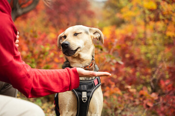 Mix breed dog receives treat outdoor. Owner presents dog training award during walk at the autumn...