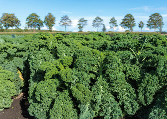 A sunny field with healthy organic curly kale plants.