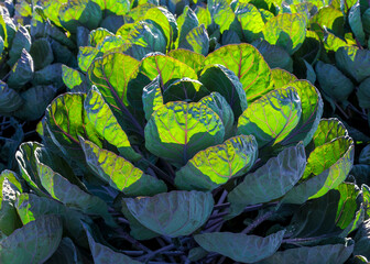 Sunlight shines through the leaves of a purple sprout plant.