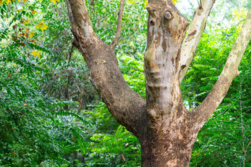 Obraz premium A beautiful shape of hardwood tree with greenery background of the rainforest environment. Nature scene photo, close-up.