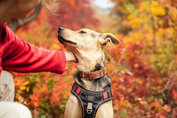 Human dog friendship. Owner petting mix breed dog with. A domestic dog with close eyes getting...