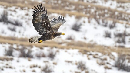 Obraz premium Majestic Bald Eagle in Flight Against Scenic Mountain Background