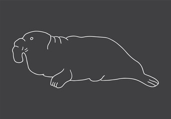 Cute Cartoon Sea Elephant Seal. Arctic, Polar sea animal. Creature image outline doodle icon. Vector Illustration.