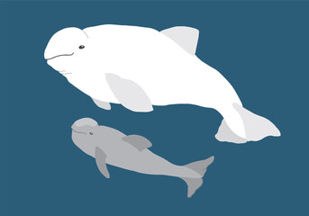 Cute Cartoon Beluga Whale. Arctic, Polar sea animal. Creature image icon. Vector Illustration.