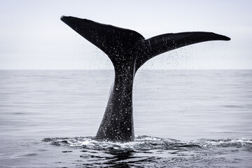 Tail of a Sperm Whale coming out of the sea (Physeter macrocephalus)  © Kathy Huddle 