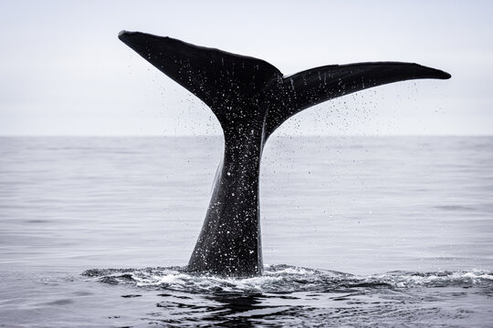 Tail of a Sperm Whale coming out of the sea (Physeter macrocephalus)	