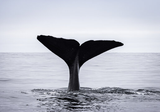 Tail of a Sperm Whale coming out of the sea (Physeter macrocephalus)	