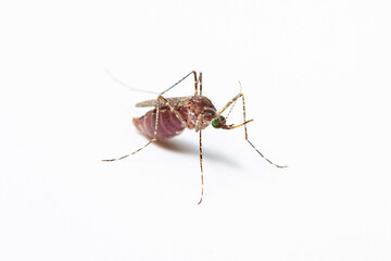 Close-up of a female mosquito -culex tarsalis with blood isolated in white background. Mosquitoes spread diseases by sucking blood from their victims concept.
