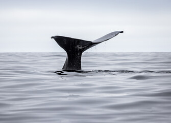 Fototapeta premium Tail of a Sperm Whale coming out of the sea (Physeter macrocephalus) 
