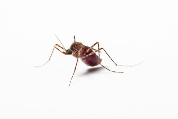 Close-up of a female mosquito -culex tarsalis with blood top view isolated in white background. Mosquitoes spread diseases by sucking blood from their victims concept.