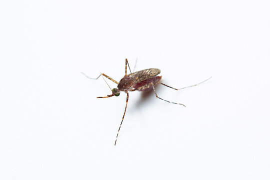 Close-up of a female mosquito -culex tarsalis with blood top view isolated in white background. Mosquitoes spread diseases by sucking blood from their victims concept.