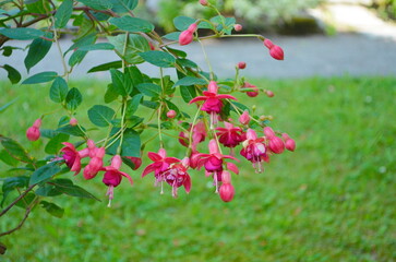 Selective focus of Fuchsia magellanica.Hummingbird fuchsia or hardy fuchsia is a species of...