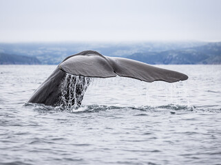 Tail of a Sperm Whale coming out of the sea (Physeter macrocephalus) 