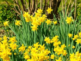 Fototapeta premium Vibrant daffodil flowers blooming in a lush field under the blue sky, foliage, vibrant, spring