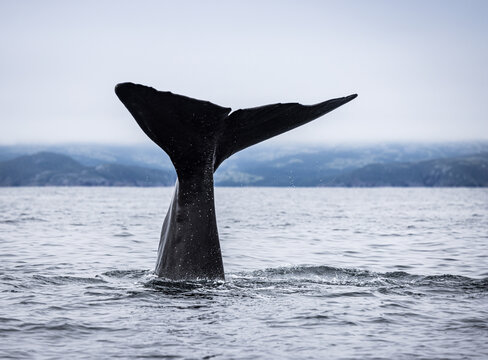 Tail of a Sperm Whale coming out of the sea (Physeter macrocephalus) 