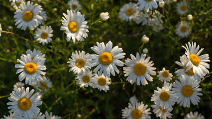 Chamomile is an odorless, very common herbaceous weed
