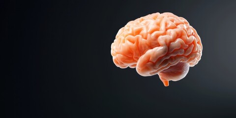 A realistic depiction of a human brain on a dark background, highlighting its intricate structure and details.