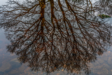 Reflection of bare tree branches in calm water