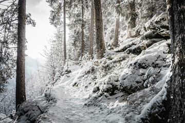 Winterwanderweg durch einen verschneiten Wald