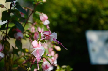 Selective focus of Fuchsia magellanica.Hummingbird fuchsia or hardy fuchsia is a species of...