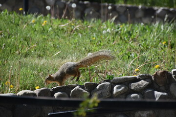 Close up of an American Squirrel with an acorn in an urban city