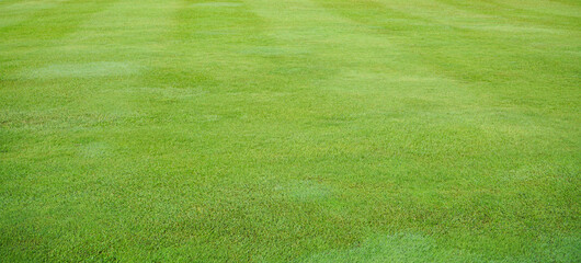 green grass field