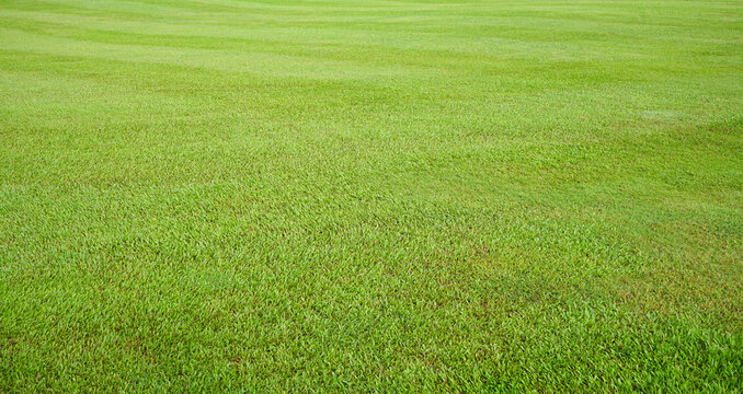 green grass field