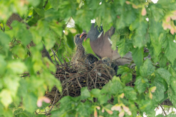 Ringeltaube sitzt mit ihren zwei Küken im Nest und füttert sie mit Kropfmilch