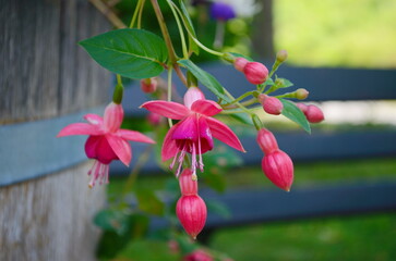 Selective focus of Fuchsia magellanica.Hummingbird fuchsia or hardy fuchsia is a species of...