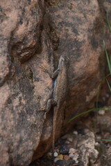 The dramatic landscapes and natural valleys of Zion National Park in Utah