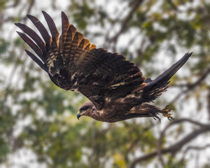 A Black Kite