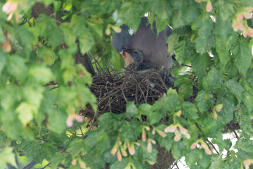 Obraz premium Ringeltaube sitzt mit ihren zwei Küken im Nest und füttert sie mit Kropfmilch