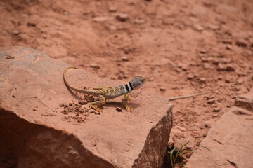 A lizard playing on the red rocks in Zion National Park, Utah