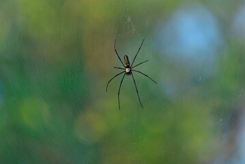 spider on the web