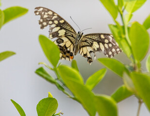 A Lemon butterfly