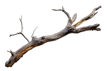 PNG A Dry branch of dead tree with cracked dark bark wood background isolated.