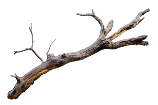 PNG A Dry branch of dead tree with cracked dark bark wood background isolated.