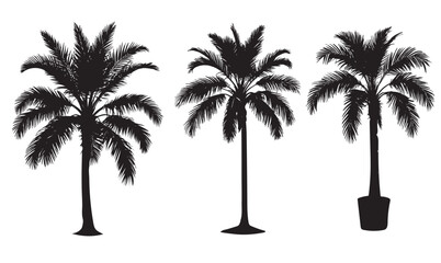 silhouette of palm trees