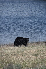 A wild black bear in the forest by a lake in Yellowstone National Park, Wyoming, USA