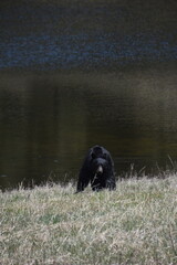 A wild black bear in the forest by a lake in Yellowstone National Park, Wyoming, USA