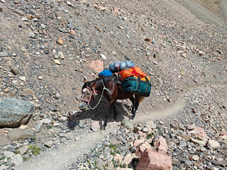 A pack horse navigates a rocky mountain path, carrying supplies and gear across rugged terrain under bright sunlight