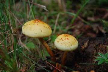 mushroom in the forest, Norway
