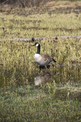 A Canada Goose in a wet marsh meadow landscape