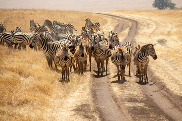 A herd of zebra block a dirt road in Ngorongoro Crater, Tanzania